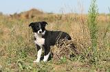 BORDER COLLIE 277